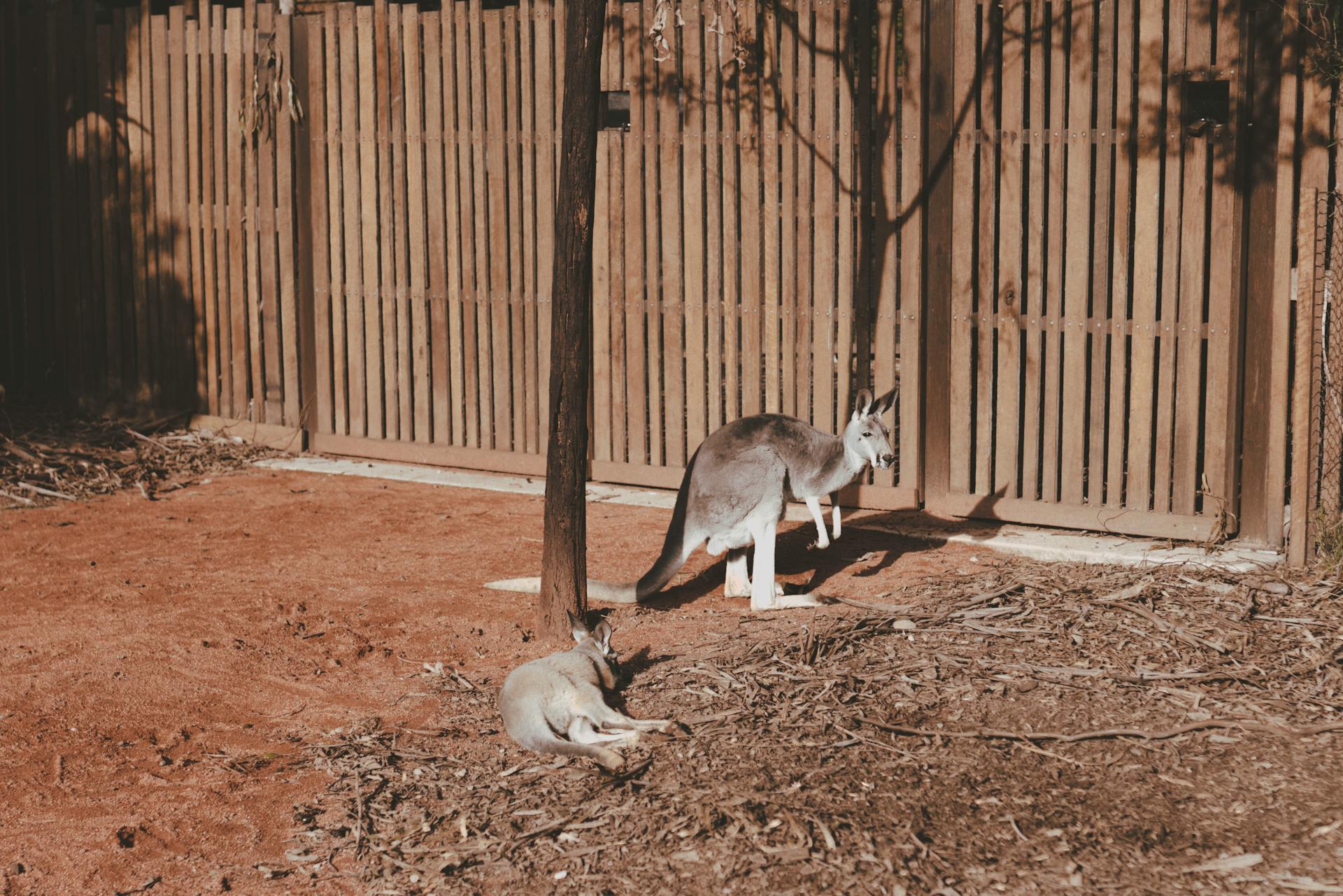 Day 5 - Phillip Island and Brighton Beach (Penguin Parade, Koalas & Kangaroos).