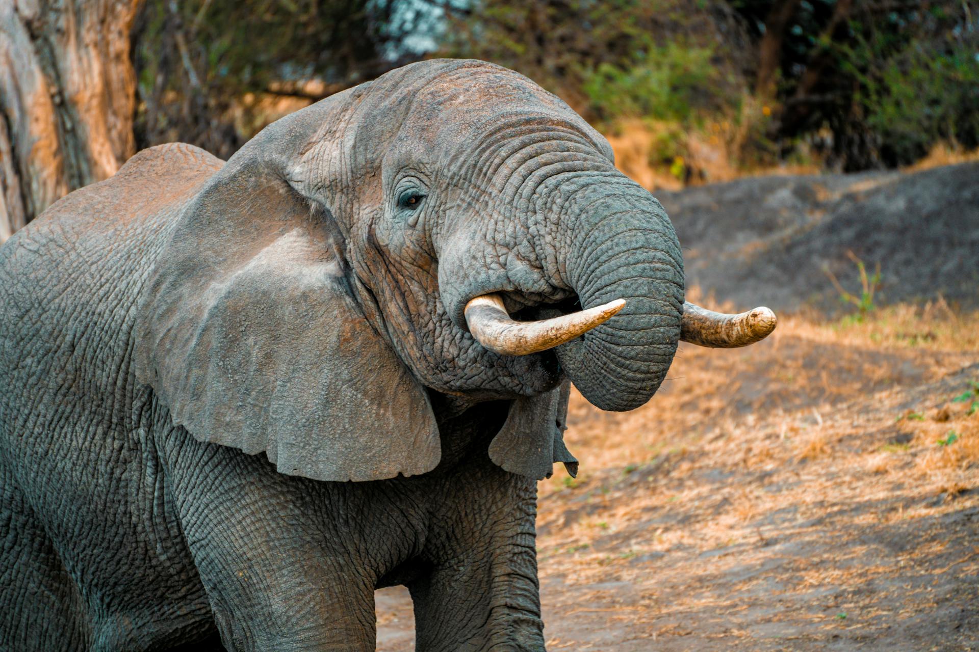 DAY 4 β Safari Selous Second part.