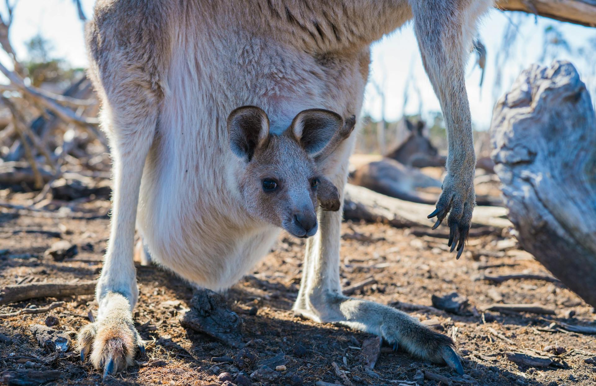 Day 5 - Phillip Island and Brighton Beach (Penguin Parade, Koalas & Kangaroos).