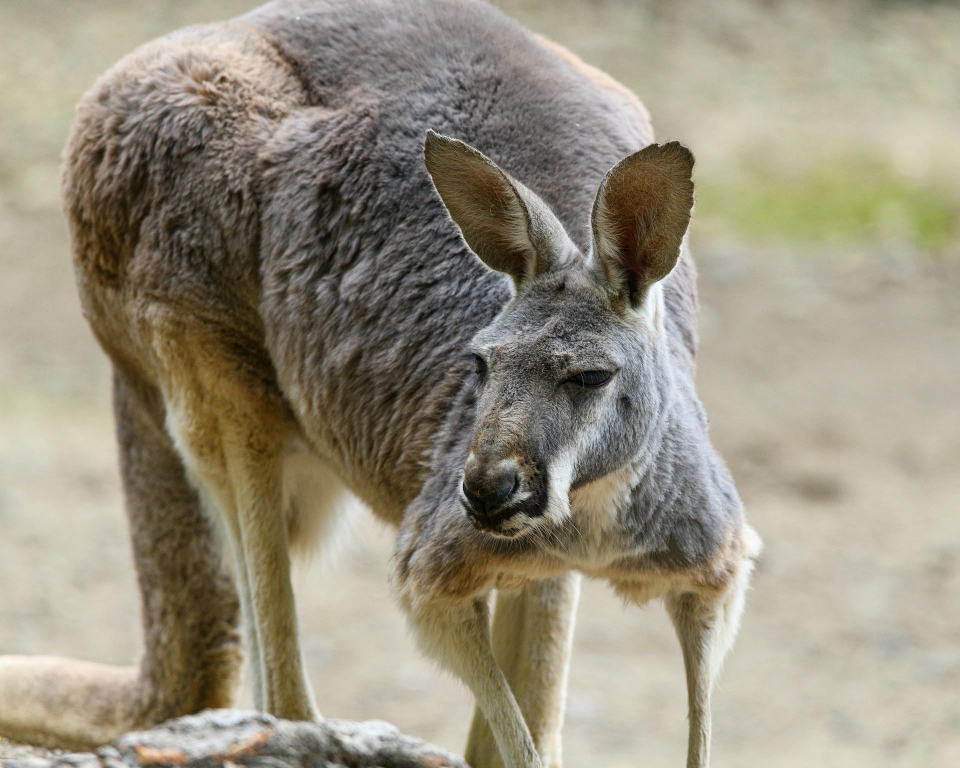 Day 5 - Phillip Island and Brighton Beach (Penguin Parade, Koalas & Kangaroos).
