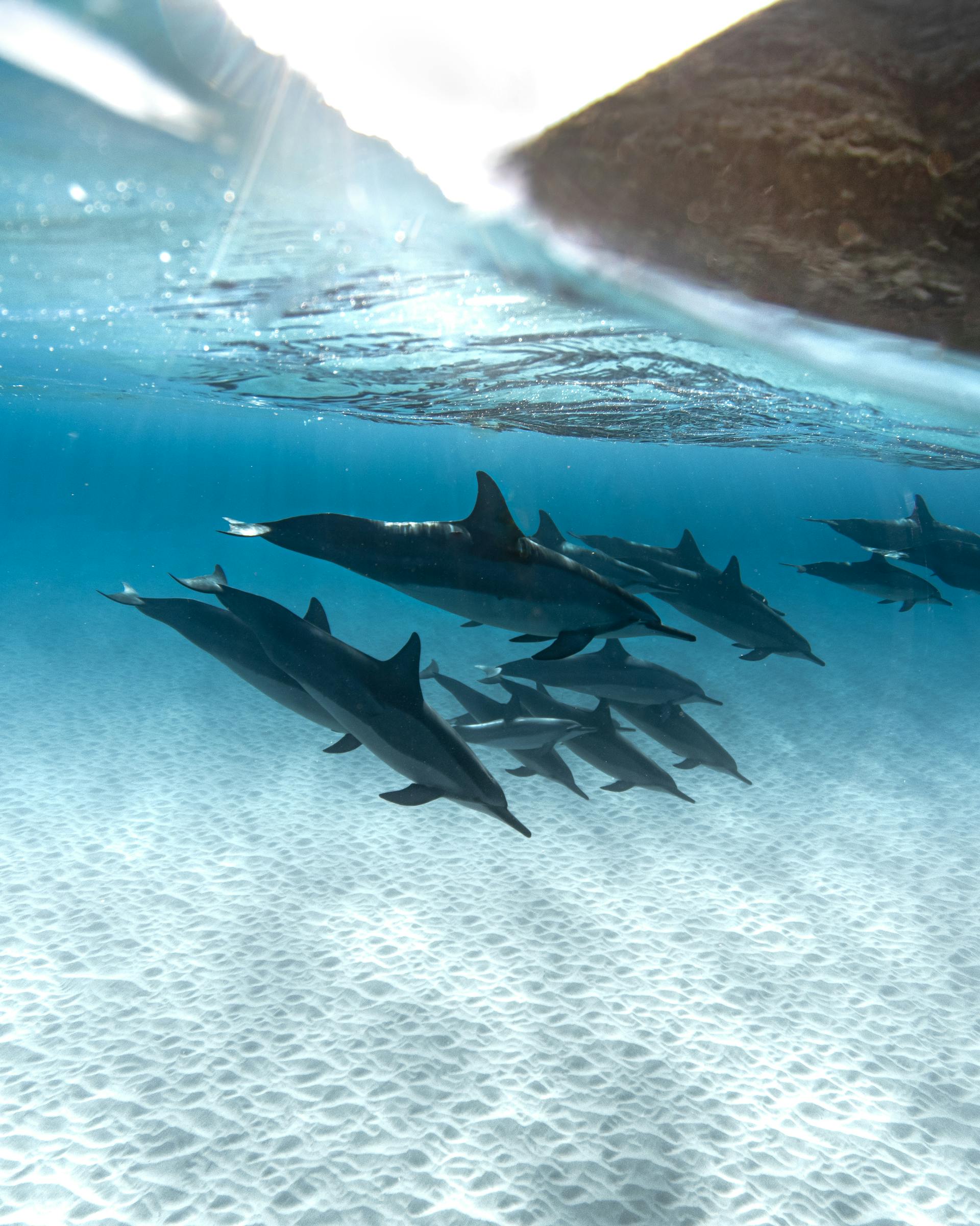 Day 5 - Dolphin watching – (1000 – 1200 – SIC tour).